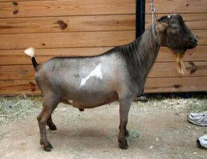 Aug. 9, 2016 Thalictrum was Awarded Superior Genetics and ranked on the 91st percentile on the ADGA Elite Buck List.photo courtesy of Rusty Repp