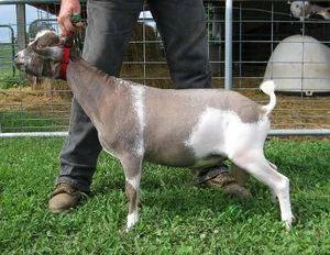 Ulyssess (500x387).jpg