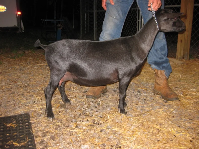 First freshener photo made 7/26/16