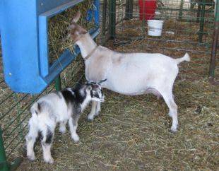 Photo made 4/26/2016 with her 16 day old buck kid.