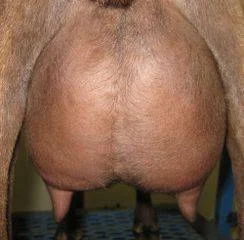 udder photo made 6/18/2016 (12 hour udder)