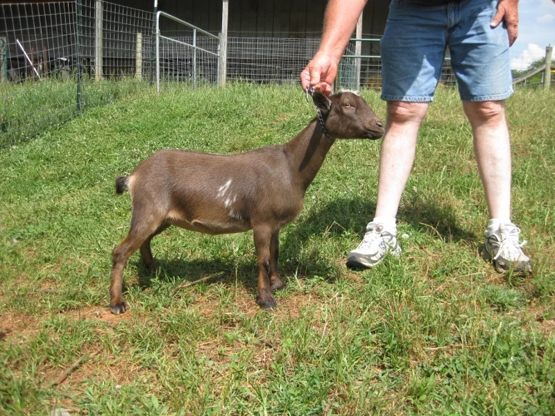 Junior photo made 6/21/2015 (Time slipped by and we did not get a senior doe photo of Yadira as a First Freshener.)