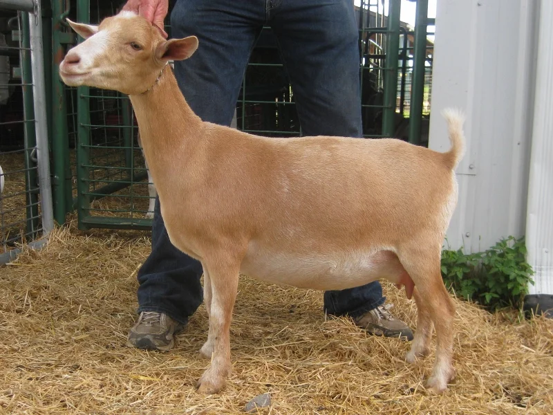 Bernadetta 2016 (800x600).jpg