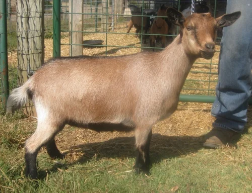 junior photo made 10/15/2016 Freshened Nov 26, 2017