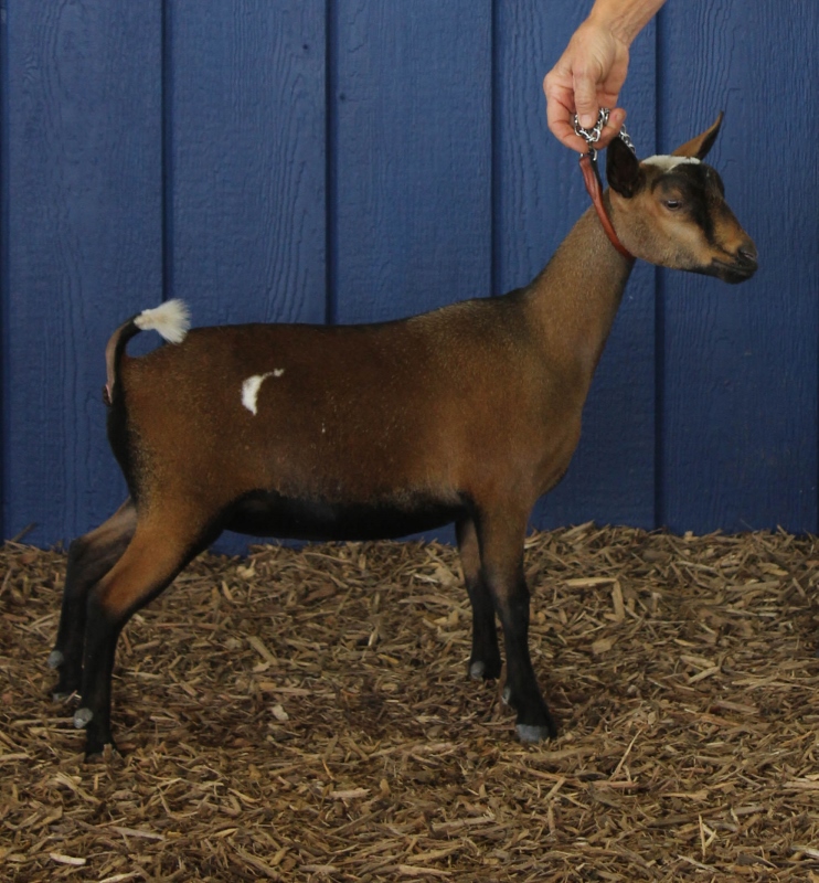 Junior photo made at the TN State Fair 9/2015 Freshened 5/9/2017