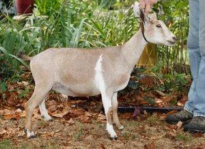 junior photo made 07/05/2016 Freshened 4/23/2017