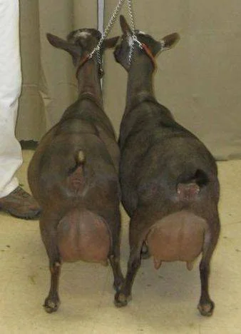 Amore's dam is pictured on the left and his full sister SGCH Cedar View Gabriella 4*M is on the right.