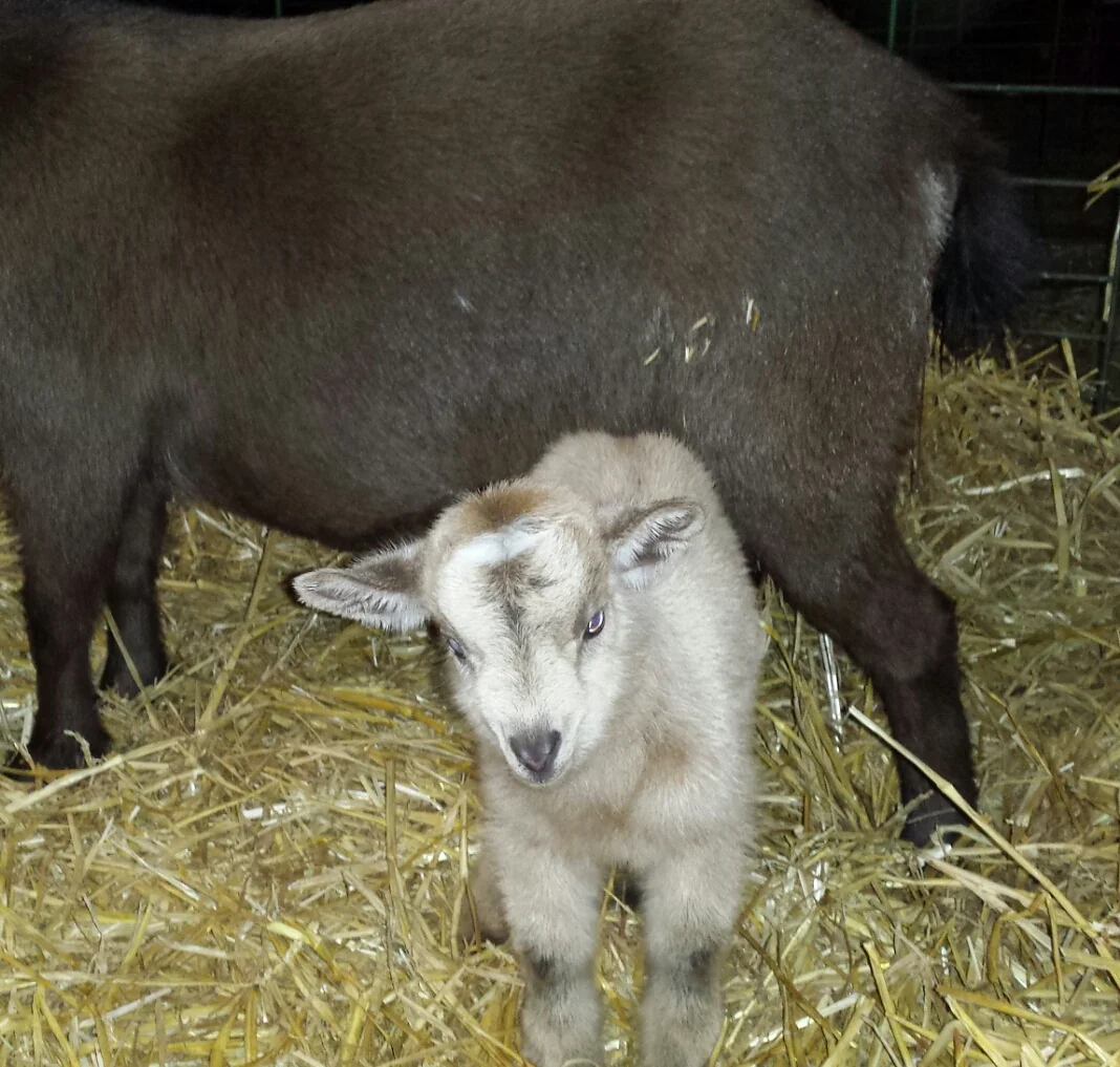 made on day of birth