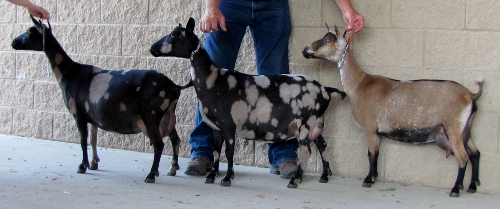 Heleena, Isabella, and Fortunata were often winners in a get of sire group class.