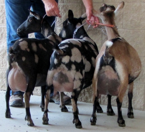 Isabella (center) was a first freshener in these two group pictures at a show in 8/2014.