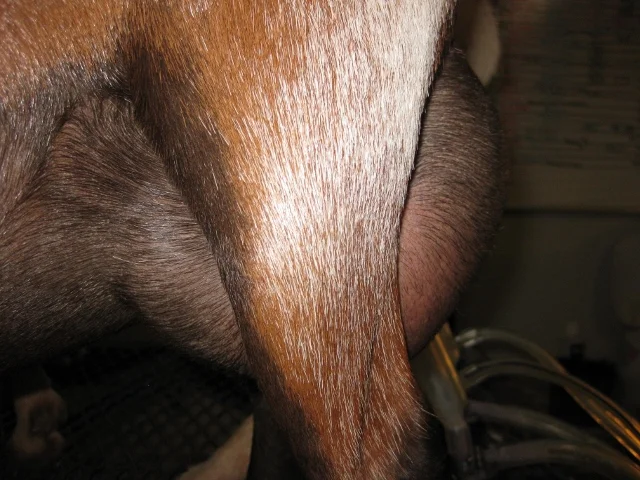 12 hour udder made prior to May milk test