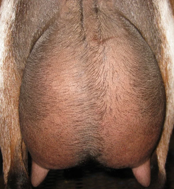 12 hour udder made prior to May milk test