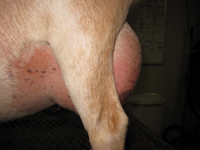 Photos made 5/15/2017 with 12 hour udder prior to milk test
