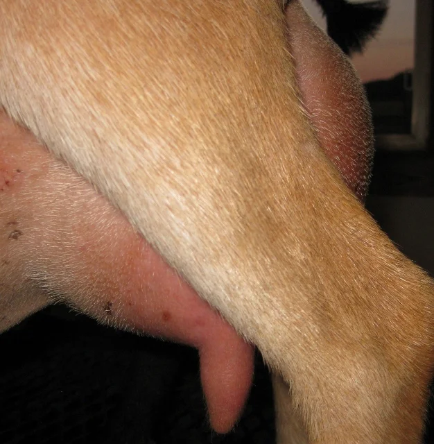 These 12 hour udder photos were made prior to milk test on 5/15/2017.