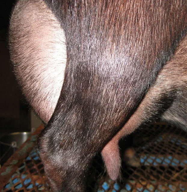 12 hour udder photos made 5/15/2017 prior to milk test - 2nd freshening