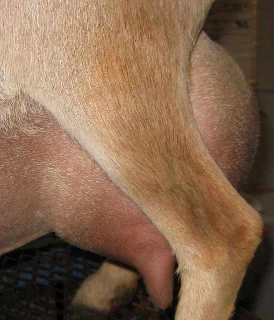 12 hour udder photos made 5/15/2017 prior to milk test