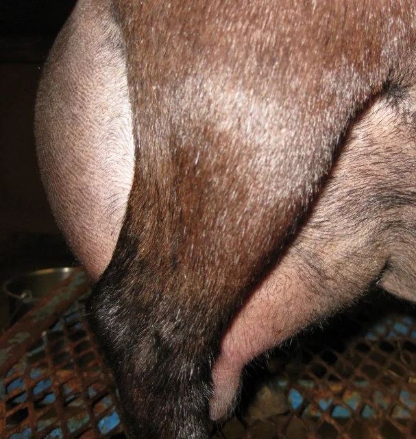 12 hour udder photo made 5/15/2017 prior to milk test