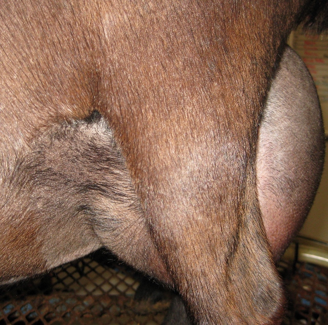 12 hour udder photos made 5/15/2017 prior to milk test