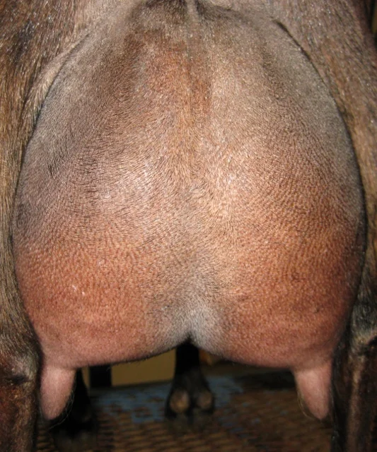 Damianna udder 2017 (2) (533x640).jpg