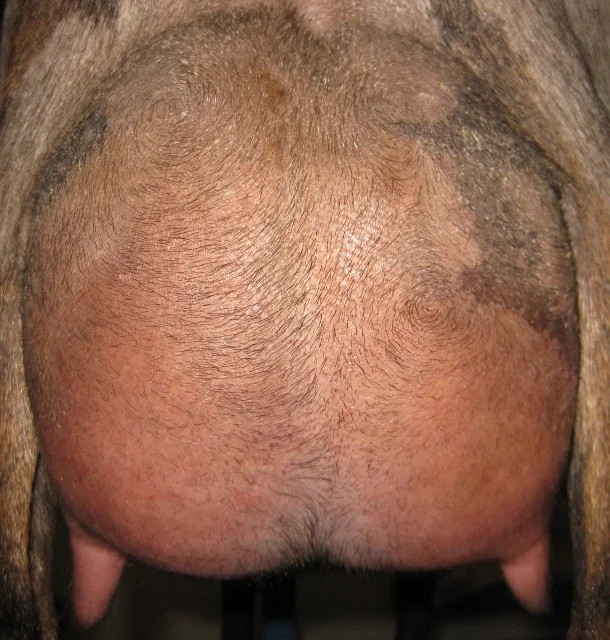 Olga 2017 udder (610x640).jpg