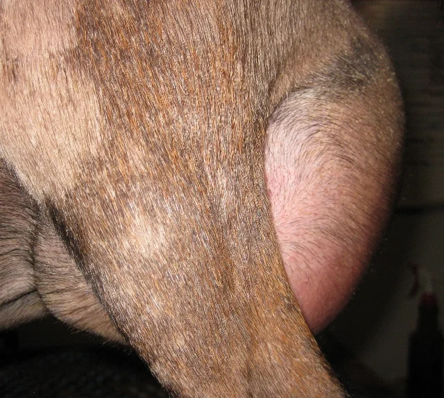 These two 12 hour udder photos were made 5/15/2017 prior to the milk test.