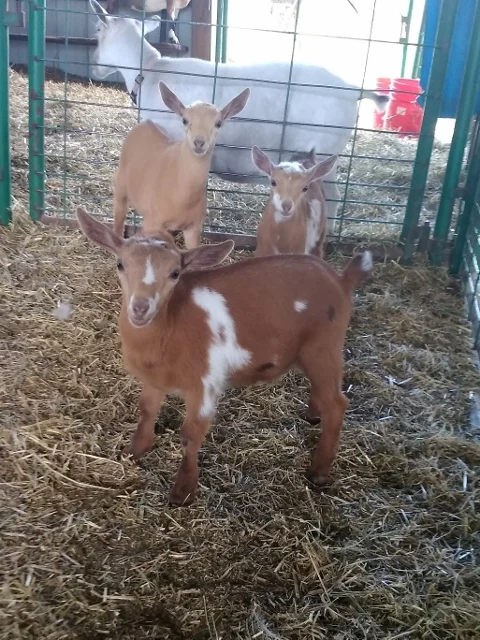 fThe tripets: foreground: Judge, rear left: Justus, rear right: Jewell