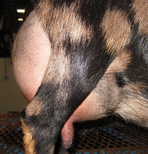 These 12 hour udder photos were made 5/15/2017 before milk test.