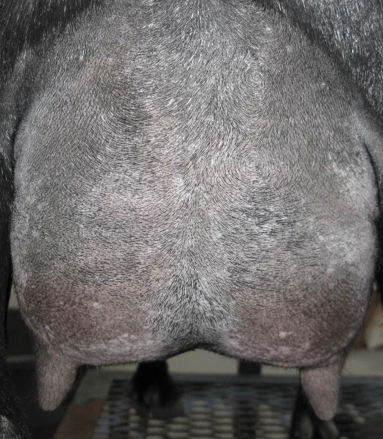 Apollonia udder (558x640).jpg