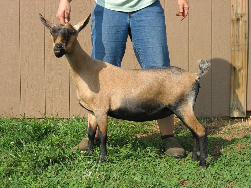 Junior photo courtesy of Patti Treece I purchased Drama in November 2016 and she freshened with twins on May 15, 2017.