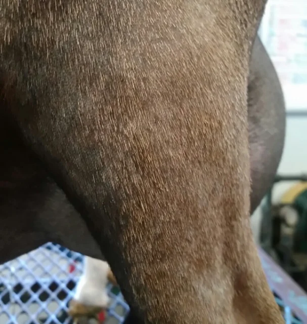 June 17, 2017 - first freshener