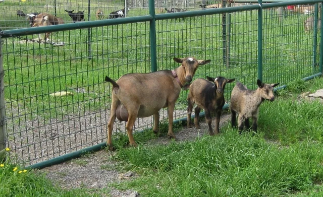 Hacienda and daughters 4/30/2017