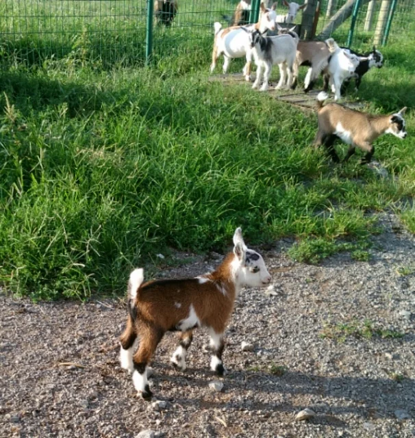 Cedar View Hudson *B, photos made 7/14/2017