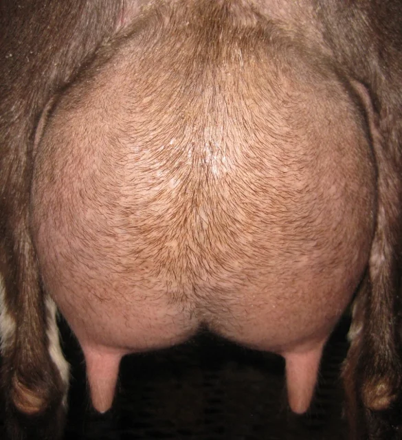 angelina udder (585x640).jpg