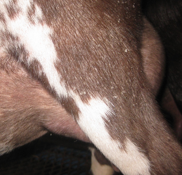 12 hour udder photo made before 1st milk test as a FF