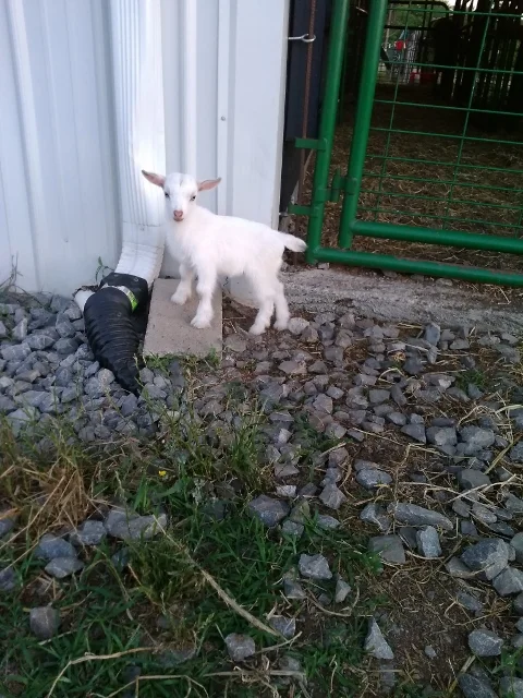 Simone freshened 6/19/2017 with two blue eyed doe kids sired by Little Tots Estate Cloudancing