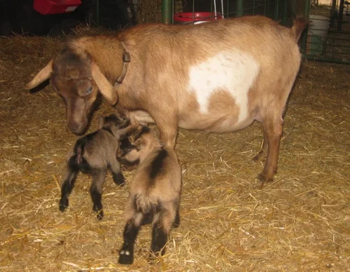 The twins on their birthday with their dam, Zabrina