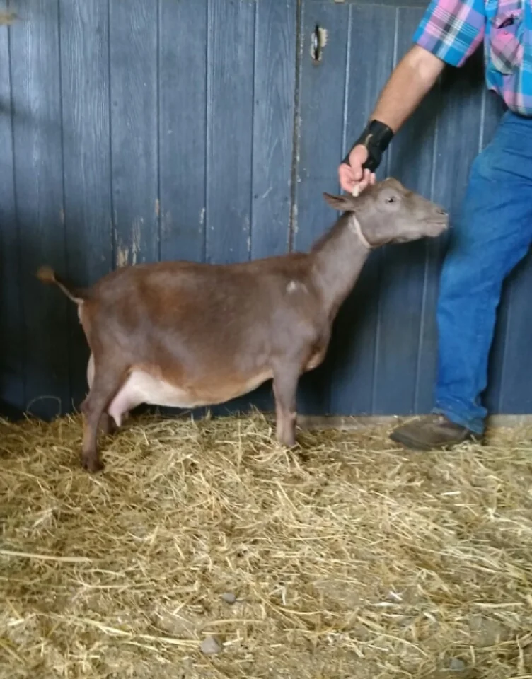 A very pregnant Moca on 8/10/2017 (she had triplet does a few hours after this photo was made)