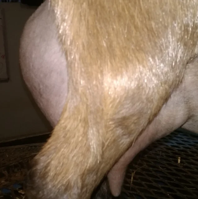 Prior to 8/25/2017 milk test