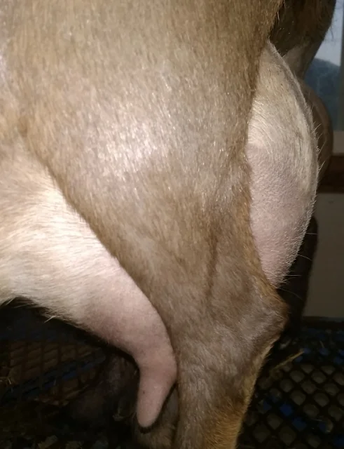 Prior to 8/25/2017 milk test