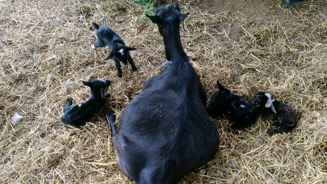 photo made on their birthday This doe is amazing! She lost half her udder three years ago to gangrene mastitis. This is her third kidding since then and she has raised all her kids each time. (a set of triplets, a single doe, and now she is raising this set of quads on one teat.)