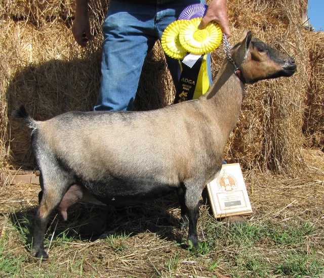 photo made 10/12/2017Drama won Senior Grand and Best of Breed on 10/10 2017 at the GA National show.Senior Grand, Best of Breed and Best in Show at the Dickson Co. Fair, Sept 7, 2018Senior Grand and Best of Breed at the Lincoln County Show 9/9/2018 …