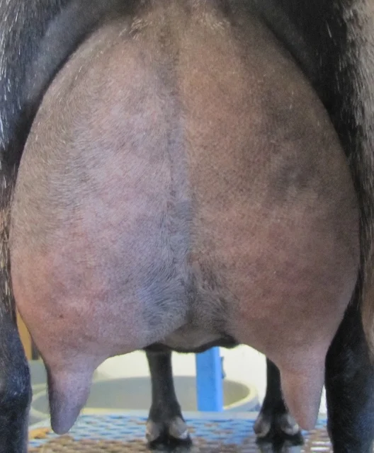 12 hour udder on 10/12/2017