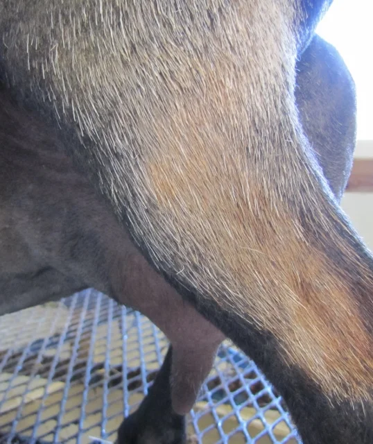 12 hour udder on 10/12/2017