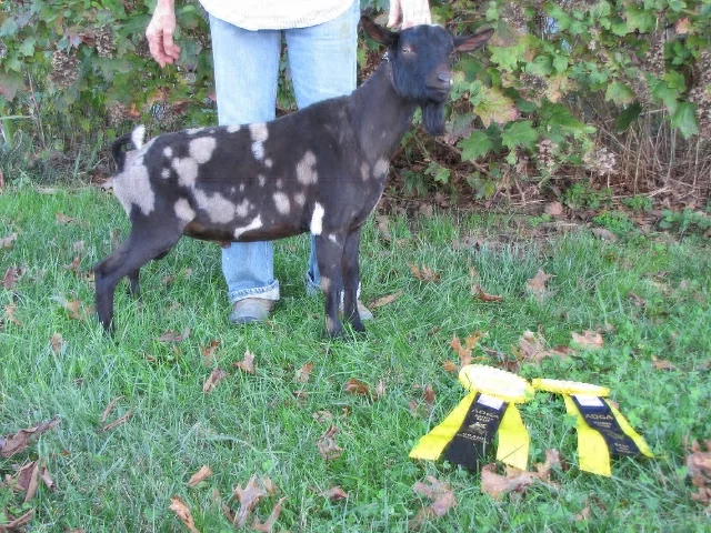 That's Amore won Grand Champion Buck in Ring 2 against the big bucks as a Junior Buck (He was also Junior Grand in ring 1 and 2) at the Missouri buck show in October 2017.