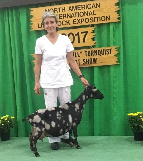 Isabella won AOP Grand Champion Senior doe again in 2017 at NAILE. She was also part of the first place Senior group of three and first place Get of Sire.