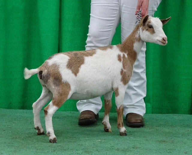 First place Early Junior kid at NAILE, November 5, 2017 photo by Bob Bartholomew