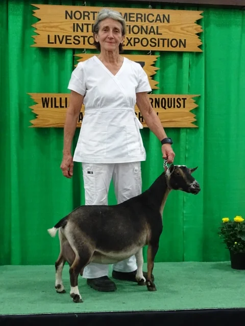 2nd Best Udder at NAILE 2017