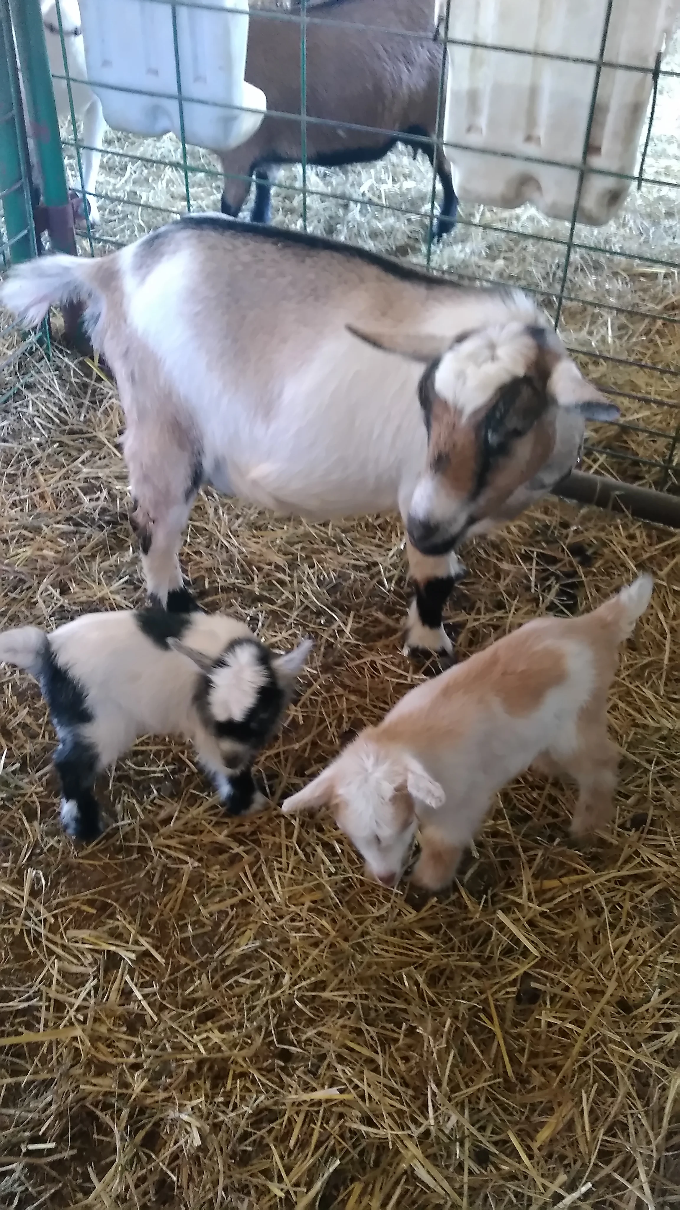 Dalila with her doe kids, left to right: Santina and Saffron on 11/26/2017