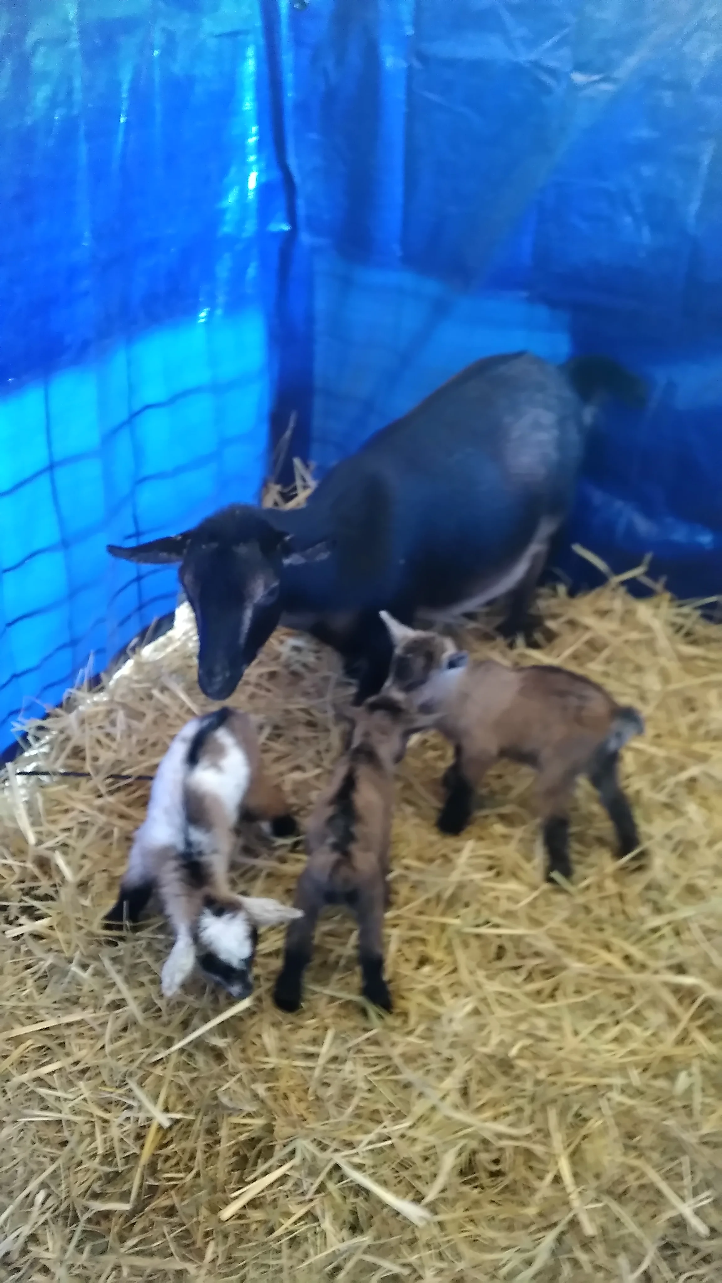 11/26/2017 Evita and triplet bucks