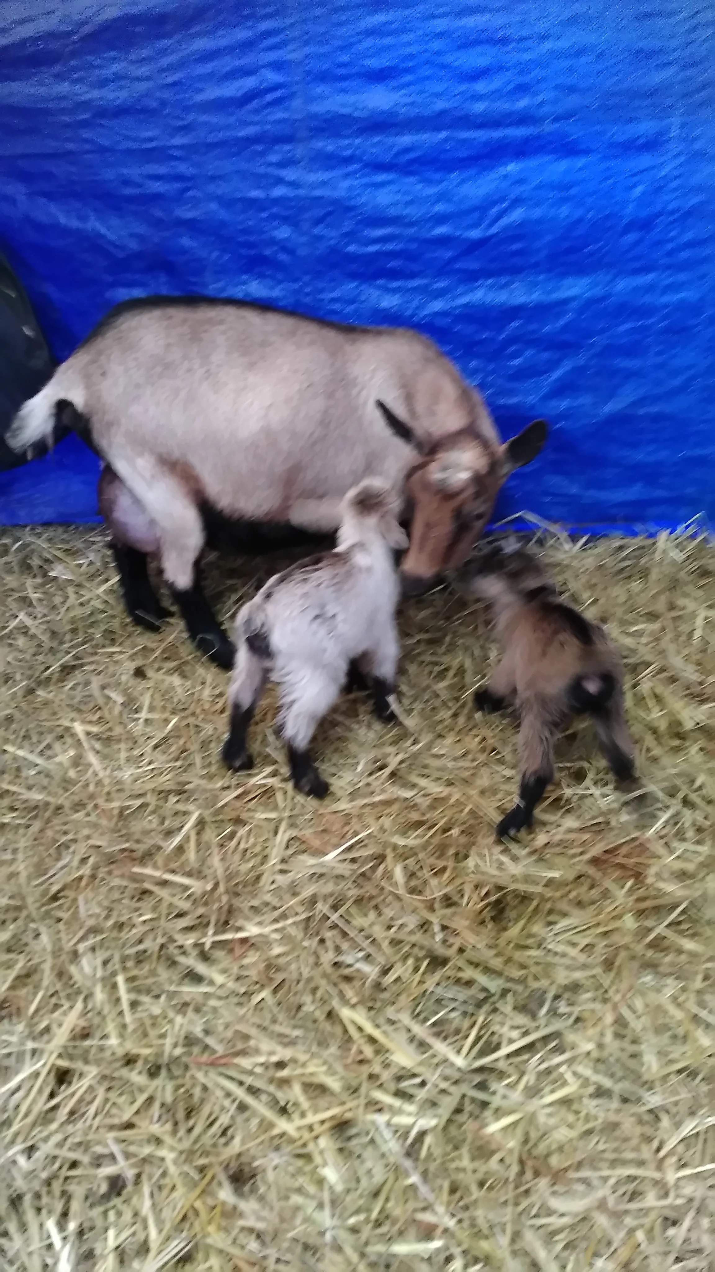 Ivana and doe kids, Tiffany and Trinity on their birth day 11/26/2017
